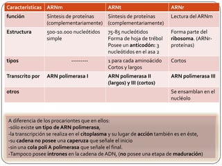 A diferencia de los procariontes que en ellos:-sólo existe un tipo de ARN polimerasa,  -la transcripción se realiza en el citoplasma y su lugar de acción también es en éste,-su cadenano posee una caperuza que señale el inicio -sin una cola poli A polimerasa que señale el final. -Tampoco posee intrones en la cadena de ADN, (no posee una etapa de maduración)