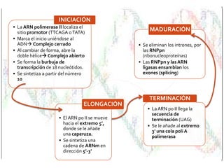 INICIACIÓNLa ARN polimerasa II localiza el sitio promotor (TTCAGA o TATA)