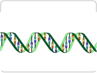Marca el inicio uniéndose al ADN Complejo cerrado