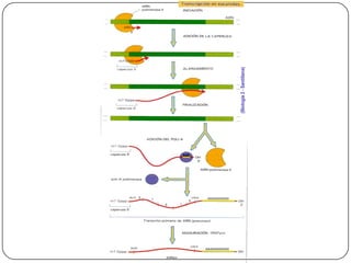 Al cambiar de forma, abre la doble hélice Complejo abierto