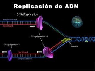 Replicación do ADN 