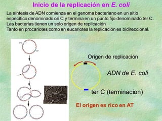 Inicio de la replicación en E. coli
La síntesis de ADN comienza en el genoma bacteriano en un sitio
específico denominado ori C y termina en un punto fijo denominado ter C.
Las bacterias tienen un solo origen de replicación
Tanto en procariotes como en eucariotes la replicación es bidireccional.




                                       Origen de replicación


                                                 ADN de E. coli


                                         ter C (terminacion)

                                 El origen es rico en AT
 