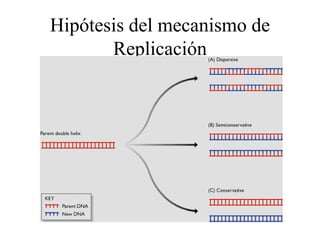 Hipótesis del mecanismo de
Replicación
 