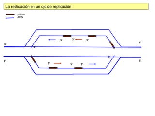 La replicación en un ojo de replicación
        primer
        ADN




                                 5’        3’        5’
                                                               3’
5’
                 3’


                                                          3’
3’                                                             5’
                          5’           3’       5’
 