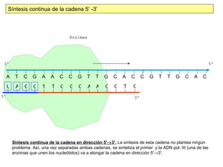 Síntesis continua de la cadena 5’ -3’




A    T   C    G    A   A    C   C    G    T   T   G    C    A   C    C    G   T    T   G    C   A    C
U    A    G C      T    T   G    G C      A   A    C    G   T    G




    Síntesis continua de la cadena en dirección 5'→3'. La síntesis de esta cadena no plantea ningún
    problema. Así, una vez separadas ambas cadenas, se sintetiza el primer y la ADN pol. III (una de las
    enzimas que unen los nucleótidos) va a elongar la cadena en dirección 5'→3'.
 