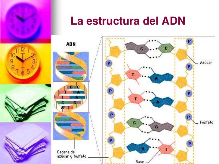 son cadenas de adn replicaci 243 n adn son cadenas de adn replicaci 243 n adn