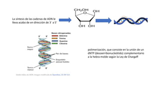 La síntesis de las cadenas de ADN le
lleva acabo de en dirección de 3´ a 5’
polimerización, que consiste en la unión de un
dNTP (desoxirribonucleótido) complementario
a la hebra molde según la Ley de Chargaff
 