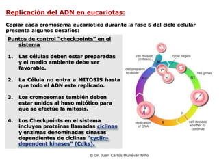 Replicación del ADN en eucariotas:
Copiar cada cromosoma eucariotico durante la fase S del ciclo celular
presenta algunos desafíos:
Puntos de control “checkpoints” en el
   sistema

1.   Las células deben estar preparadas
     y el medio ambiente debe ser
     favorable.

2.   La Célula no entra a MITOSIS hasta
     que todo el ADN este replicado.

3.   Los cromosomas también deben
     estar unidos al huso mitótico para
     que se efectúe la mitosis.

4.   Los Checkpoints en el sistema
     incluyen proteínas llamadas ciclinas
     y enzimas denominadas cinasas
     dependientes de ciclinas “cyclin-
     dependent kinases” (Cdks).

                              © Dr. Juan Carlos Munévar Niño
 