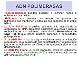 ADN POLIMERASAS
• Topoisomerasas: pueden producir o eliminar nudos o
  enlaces en una hélice.
• Helicasas: son enzimas que rompen los puentes de
  hidrógeno que mantienen unidas las dos cadenas de la doble
  hélice.
• La ADN Pol III es la enzima que realiza la mayoría de la
  replicación del DNA. Complejo enzimático que lleva a cabo la
  replicación es un multímero denominado Holoenzima de
  DNA Pol III que posee muchas cadenas o subunidades
  polipeptídicas
• A la ADN Pol II se la asigna exclusivamente una función
  reparadora, pero muchas de sus características y el papel que
  juega en la replicación del DNA, si es que juega alguno, son
  desconocidas.
• La ADN Pol I tiene un papel reparador, retira los cebadores
  con su actividad exonucleasa 5'- 3' y rellena el espacio con su
  actividad polimerasa 5'- 3'.
 