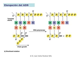 Elongación del ADN




                     © Dr. Juan Carlos Munévar Niño
 