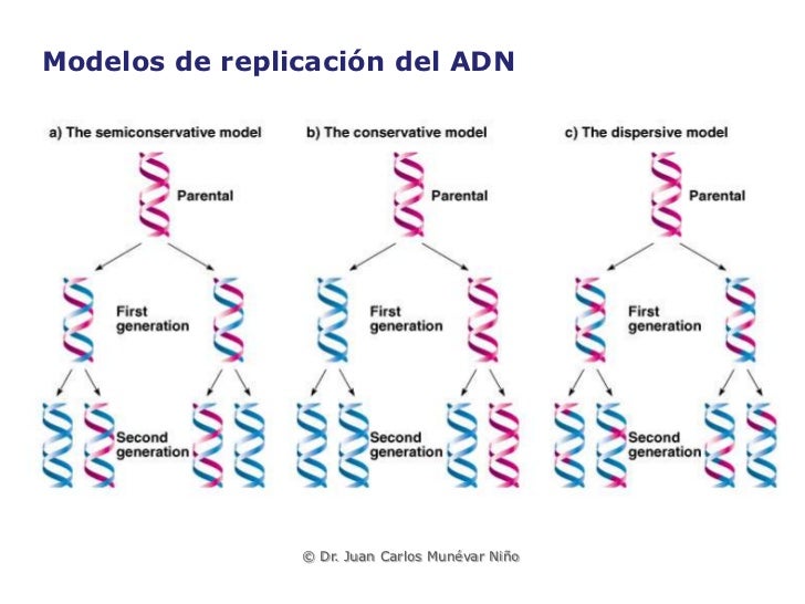 Sintesís de ADN / Replicación