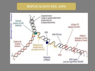 REPLICACION DEL ADN
 