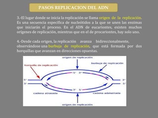 3.-El lugar donde se inicia la replicación se llama origen de la replicación.
Es una secuencia específica de nucleótidos a la que se unen las enzimas
que iniciarán el proceso. En el ADN de eucariontes, existen muchos
orígenes de replicación, mientras que en el de procariontes, hay solo uno.
4.-Desde cada origen, la replicación avanza bidireccionalmente,
observándose una burbuja de replicación, que está formada por dos
horquillas que avanzan en direcciones opuestas.
PASOS REPLICACION DEL ADN
 