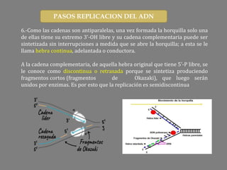 6.-Como las cadenas son antiparalelas, una vez formada la horquilla solo una
de ellas tiene su extremo 3’-OH libre y su cadena complementaria puede ser
sintetizada sin interrupciones a medida que se abre la horquilla; a esta se le
llama hebra continua, adelantada o conductora.
A la cadena complementaria, de aquella hebra original que tiene 5’-P libre, se
le conoce como discontinua o retrasada porque se sintetiza produciendo
fragmentos cortos (fragmentos de Okazaki), que luego serán
unidos por enzimas. Es por esto que la replicación es semidiscontinua
PASOS REPLICACION DEL ADN
 