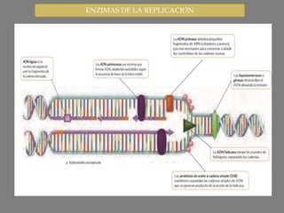 ENZIMAS DE LA REPLICACION
 