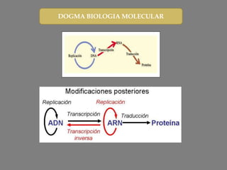 DOGMA BIOLOGIA MOLECULAR
 