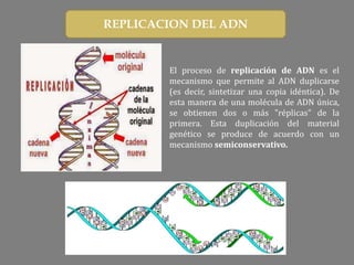 REPLICACION DEL ADN
El proceso de replicación de ADN es el
mecanismo que permite al ADN duplicarse
(es decir, sintetizar una copia idéntica). De
esta manera de una molécula de ADN única,
se obtienen dos o más "réplicas" de la
primera. Esta duplicación del material
genético se produce de acuerdo con un
mecanismo semiconservativo.
 