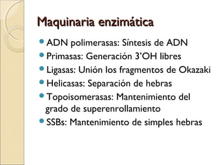 Maquinaria enzimáticaMaquinaria enzimática
ADN polimerasas: Síntesis de ADN
Primasas: Generación 3’OH libres
Ligasas: Unión los fragmentos de Okazaki
Helicasas: Separación de hebras
Topoisomerasas: Mantenimiento del
grado de superenrollamiento
SSBs: Mantenimiento de simples hebras
 