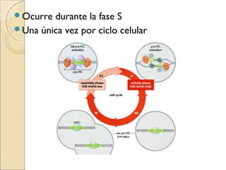Ocurre durante la fase S
Una única vez por ciclo celular
 