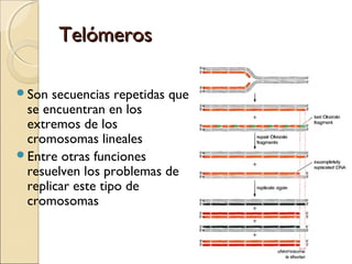 TelómerosTelómeros
Son secuencias repetidas que
se encuentran en los
extremos de los
cromosomas lineales
Entre otras funciones
resuelven los problemas de
replicar este tipo de
cromosomas
 