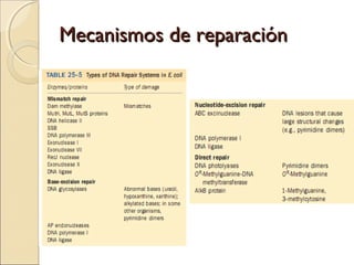 Mecanismos de reparaciónMecanismos de reparación
 