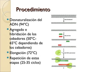 ProcedimientoProcedimiento
Desnaturalización del
ADN (94ºC)
Agregado e
hibridación de los
cebadores (50ºC-
65ºC dependiendo de
los cebadores)
Elongación (72ºC)
Repetición de estas
etapas (25-35 ciclos)
 