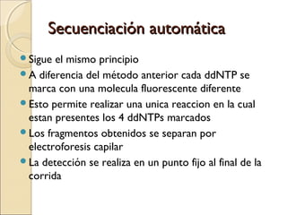 Secuenciación automáticaSecuenciación automática
Sigue el mismo principio
A diferencia del método anterior cada ddNTP se
marca con una molecula fluorescente diferente
Esto permite realizar una unica reaccion en la cual
estan presentes los 4 ddNTPs marcados
Los fragmentos obtenidos se separan por
electroforesis capilar
La detección se realiza en un punto fijo al final de la
corrida
 