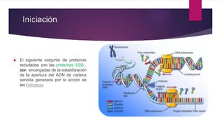 Iniciación
 El siguiente conjunto de proteínas
reclutadas son las proteínas SSB ,
son encargadas de la estabilización
de la apertura del ADN de cadena
sencilla generada por la acción de
las helicasas
 