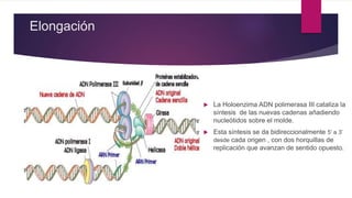 Elongación
 La Holoenzima ADN polimerasa III cataliza la
síntesis de las nuevas cadenas añadiendo
nucleótidos sobre el molde.
 Esta síntesis se da bidireccionalmente 5’ a 3’
desde cada origen , con dos horquillas de
replicación que avanzan de sentido opuesto.
 