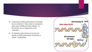  Holoenzima ADN polimerasa III necesita
de un extremo 3’ libre esta es necesaria
para que el ARN primasa catalice la
formación de un fragmento corto
“cebador” ,
 El cebador determinara el punto por
donde el ADN polimerasa comienza a
añadir nucleótidos.
 