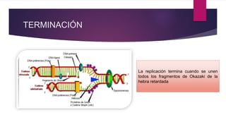 TERMINACIÓN
La replicación termina cuando se unen
todos los fragmentos de Okazaki de la
hebra retardada
 