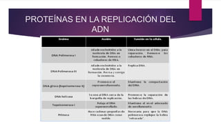 PROTEÍNAS EN LA REPLICACIÓN DEL
ADN
 