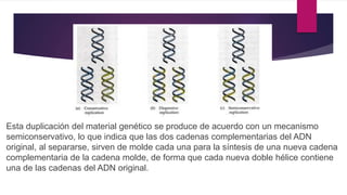 Esta duplicación del material genético se produce de acuerdo con un mecanismo
semiconservativo, lo que indica que las dos cadenas complementarias del ADN
original, al separarse, sirven de molde cada una para la síntesis de una nueva cadena
complementaria de la cadena molde, de forma que cada nueva doble hélice contiene
una de las cadenas del ADN original.
 