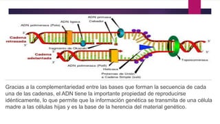Gracias a la complementariedad entre las bases que forman la secuencia de cada
una de las cadenas, el ADN tiene la importante propiedad de reproducirse
idénticamente, lo que permite que la información genética se transmita de una célula
madre a las células hijas y es la base de la herencia del material genético.
 