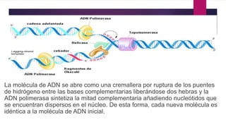 La molécula de ADN se abre como una cremallera por ruptura de los puentes
de hidrógeno entre las bases complementarias liberándose dos hebras y la
ADN polimerasa sintetiza la mitad complementaria añadiendo nucleótidos que
se encuentran dispersos en el núcleo. De esta forma, cada nueva molécula es
idéntica a la molécula de ADN inicial.
 