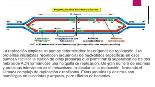 La replicación empieza en puntos determinados: los orígenes de replicación. Las
proteínas iniciadoras reconocen secuencias de nucleótidos específicas en esos
puntos y facilitan la fijación de otras proteínas que permitirán la separación de las dos
hebras de ADN formándose una horquilla de replicación. Un gran número de enzimas
y proteínas intervienen en el mecanismo molecular de la replicación, formando el
llamado complejo de replicación o replisoma. Estas proteínas y enzimas son
homólogas en eucariotas y arqueas, pero difieren en bacterias.
 