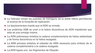  La helicasa rompe los puentes de hidrógeno de la doble hélice permitiendo
al avance de la horquilla de replicación.
 La topoisomerasa impide que el ADN se enrede.
 Las proteínas SSB se unen a la hebra discontinua de ADN impidiendo que
esta se una consigo misma.
 La ADN polimerasa sintetiza la cadena complementaria de hebra adelantada
y de forma discontinua en la hebra rezagada.
 La ARN primasa sintetiza el cebador de ARN necesario para síntesis de la
cadena complementaria a la cadena rezagada.
 La ADN ligasa une los fragmentos de Okazaki.
 