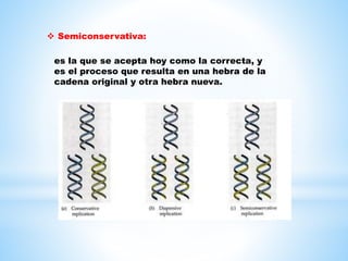  Semiconservativa:
es la que se acepta hoy como la correcta, y
es el proceso que resulta en una hebra de la
cadena original y otra hebra nueva.
 