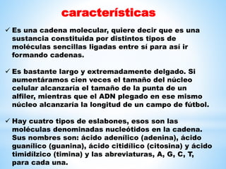características
 Es una cadena molecular, quiere decir que es una
sustancia constituida por distintos tipos de
moléculas sencillas ligadas entre sí para así ir
formando cadenas.
 Es bastante largo y extremadamente delgado. Si
aumentáramos cien veces el tamaño del núcleo
celular alcanzaría el tamaño de la punta de un
alfiler, mientras que el ADN plegado en ese mismo
núcleo alcanzaría la longitud de un campo de fútbol.
 Hay cuatro tipos de eslabones, esos son las
moléculas denominadas nucleótidos en la cadena.
Sus nombres son: ácido adenílico (adenina), ácido
guanílico (guanina), ácido citidílico (citosina) y ácido
timidílzico (timina) y las abreviaturas, A, G, C, T,
para cada una.
 