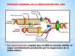  La topoisomerasa impide que el ADN se enrede debido al
súper enrollamiento producido por la separación de la
doble hélice.
PROCESO GENERAL DE LA REPLICACION DEL ADN
 