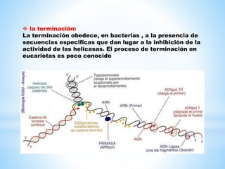  la terminación:
La terminación obedece, en bacterias , a la presencia de
secuencias especificas que dan lugar a la inhibición de la
actividad de las helicasas. El proceso de terminación en
eucariotas es poco conocido
 