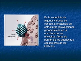 Replicacion de los virus | PPT