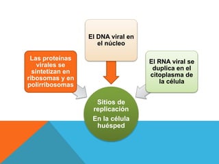 Sitios de
replicación
En la célula
huésped
Las proteínas
virales se
sintetizan en
ribosomas y en
polirribosomas
El DNA viral en
el núcleo
El RNA viral se
duplica en el
citoplasma de
la célula
 