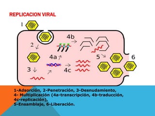 REPLICACION VIRAL
1-Adsorción, 2-Penetración, 3-Desnudamiento,
4- Multiplicación (4a-transcripción, 4b-traducción,
4c-replicación),
5-Ensamblaje, 6-Liberación.
 