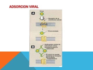 ADSORCION VIRAL
 