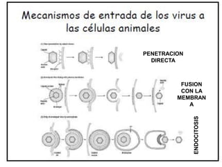 PENETRACION
DIRECTA
FUSION
CON LA
MEMBRAN
A
ENDOCITOSIS
 