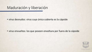 Maduración y liberación
• virus desnudos: virus cuya única cubierta es la cápside
• virus envueltos: los que poseen envolt...