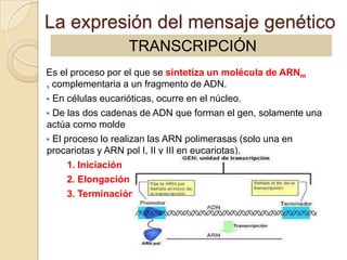 La expresión del mensaje genético
                 TRANSCRIPCIÓN
Es el proceso por el que se sintetiza un molécula de ARNm
, complementaria a un fragmento de ADN.
 En células eucarióticas, ocurre en el núcleo.
 De las dos cadenas de ADN que forman el gen, solamente una
actúa como molde
 El proceso lo realizan las ARN polimerasas (solo una en
procariotas y ARN pol I, II y III en eucariotas).
      1. Iniciación
      2. Elongación
      3. Terminación
 