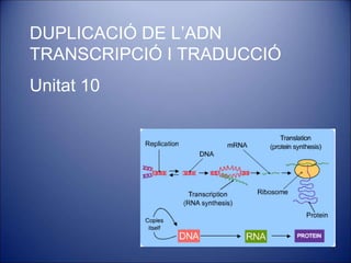 DUPLICACIÓ DE L’ADN
TRANSCRIPCIÓ I TRADUCCIÓ
Unitat 10
 