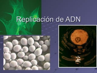Replicación de ADN 